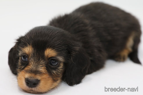 成約済の神奈川県のミニチュアダックスフンド(ロングヘアード)-306791の6枚目